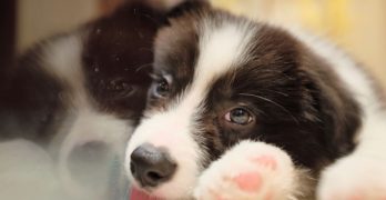 Sweet Border Collie puppy on the floor