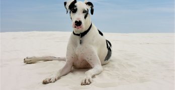 Great Dane bitch in the dunes