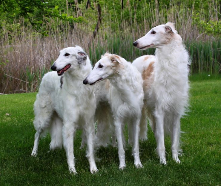 Three Borzoi dogs on a grass
