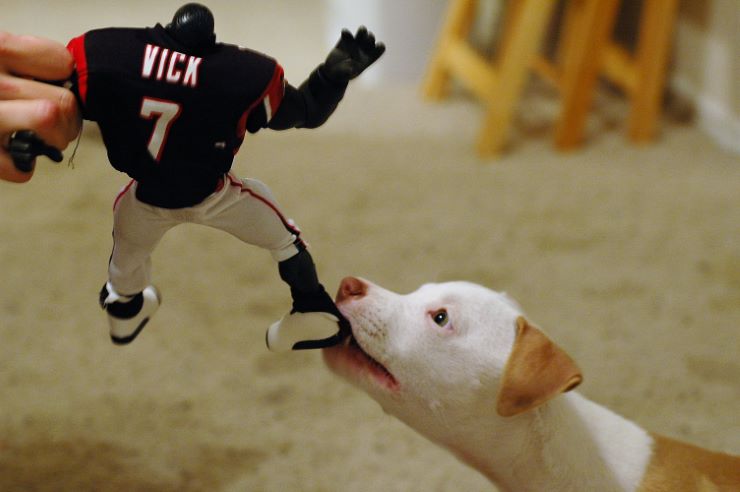 Pit Bull puppy pulling a dog fighter"Vick" chewing toy