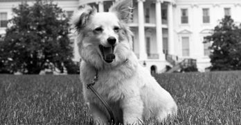 Kennedys Russian dog Pushinka in front of the White House