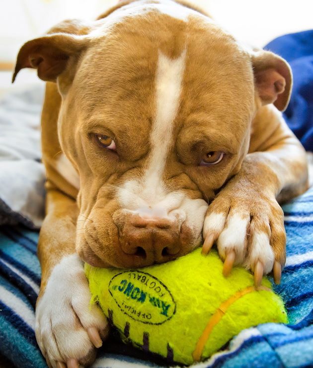 Pit Bull keeping a toy - mine!