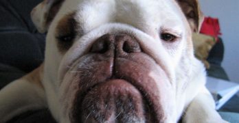 bulldog head portrait