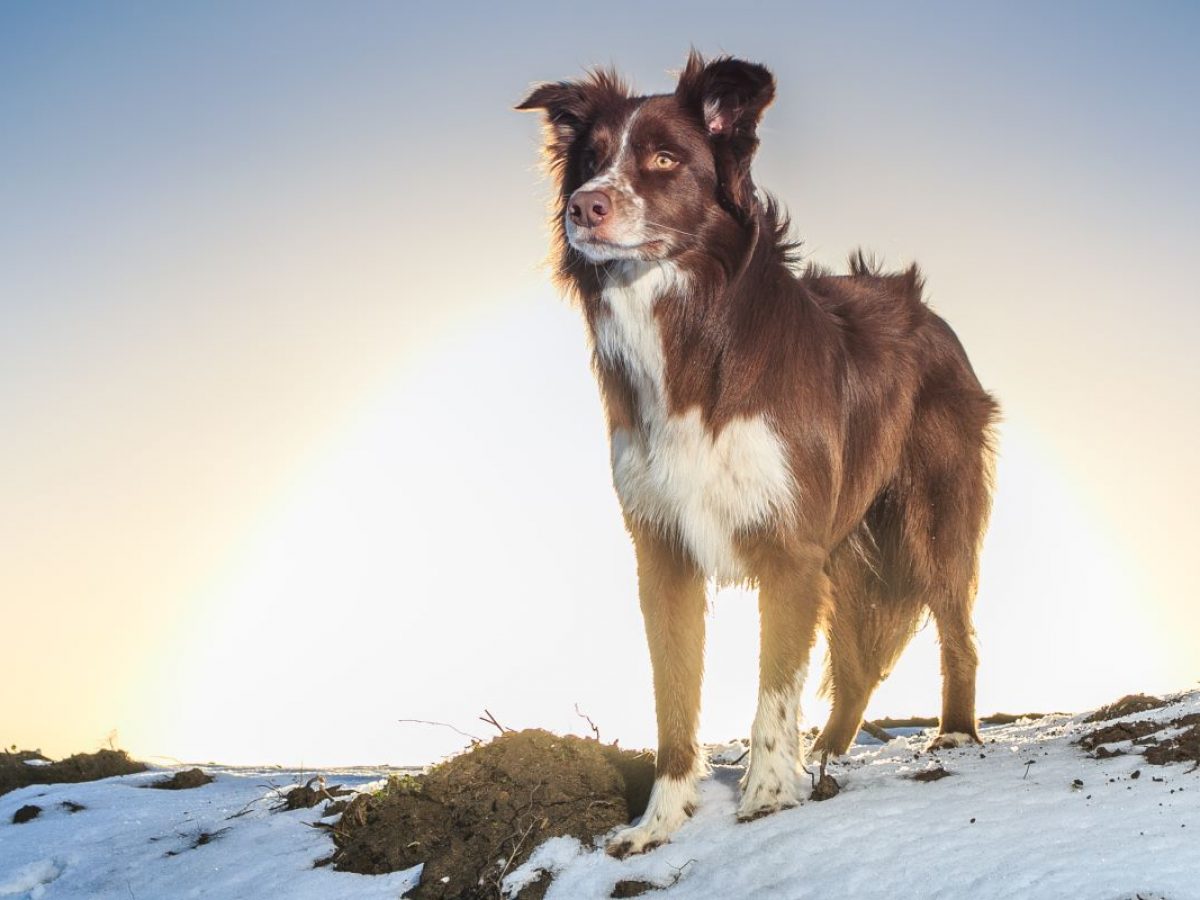 How Much Does A Border Collie Cost Puppy Price