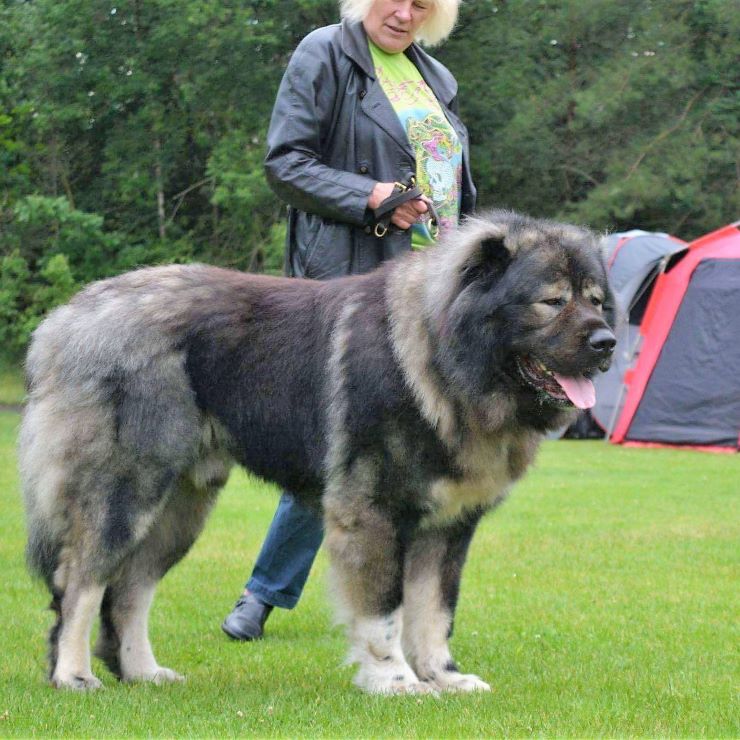 US breeder Stacey Kubyn with her Caucasian Ovcharka