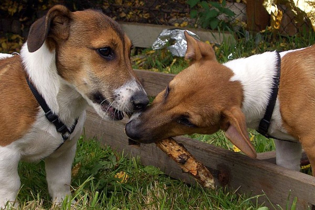 Can Jack Russells Win A Battle With A Jack Russell