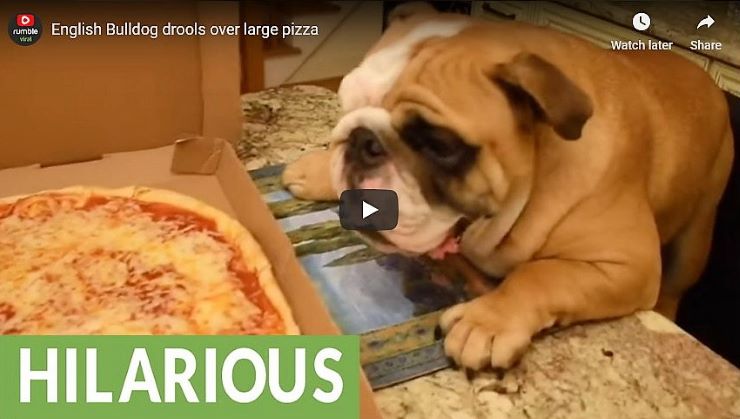 English Bulldog adores pizza