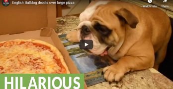 English Bulldog drools over pizza