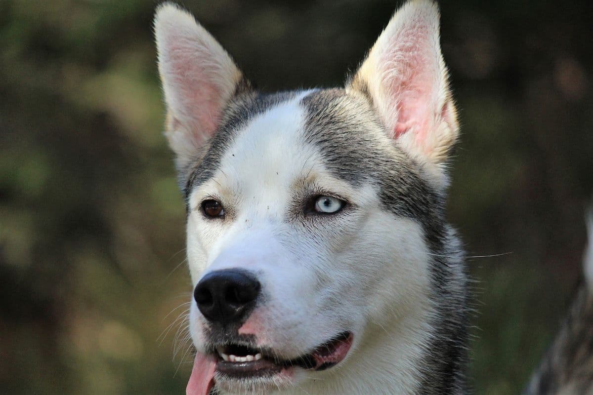 what is the difference between an alaskan husky and a siberian husky