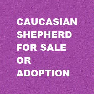 Caucasian Shepherd for sale banner