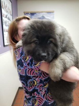 Giant Caucasian Ovcharka puppy on owner's hands