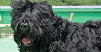 Black Russian Terrier male dog