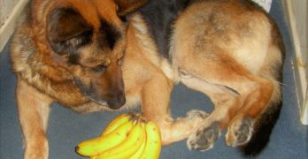 German Shepherd looking at bananas