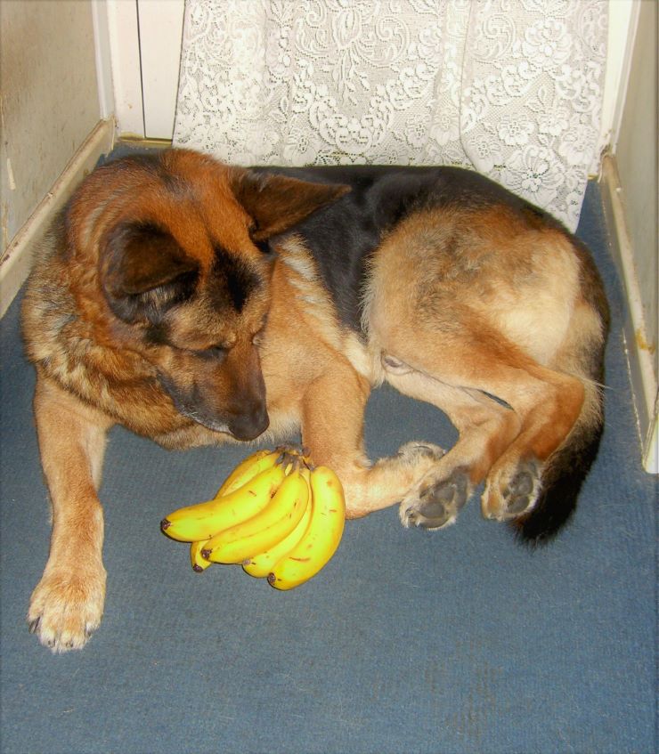 German Shepherd dog on the floor with bananas