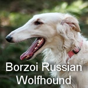 Borzoi Russian wolfhound banner