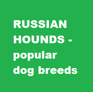 Russian Hounds link banner