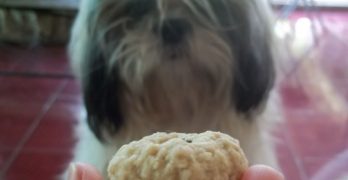 Shih Tzu is offered a cookie