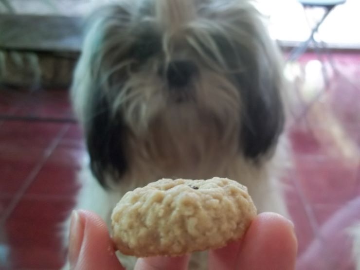 Shih Tzu is offered dry food treat 