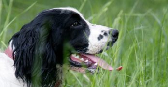 Russian Spaniel hunting in the grass