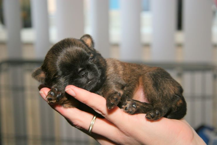 Brussels Griffon small puppy on owner's hand