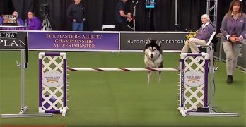 Siberian Husky Lobo at Westminster agility competition