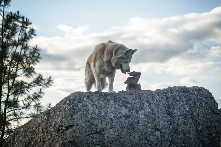 A Siberian Husky standing on the rock