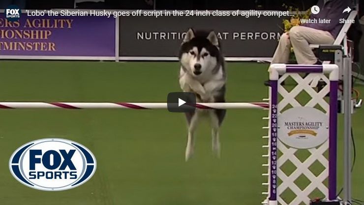 Video van Siberische Husky bij Westminster agility