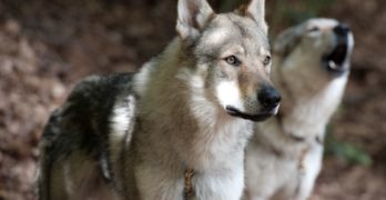 German Shepherd-wolf mix wolfdogs couple