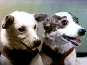 Belka and Strelka space dogs