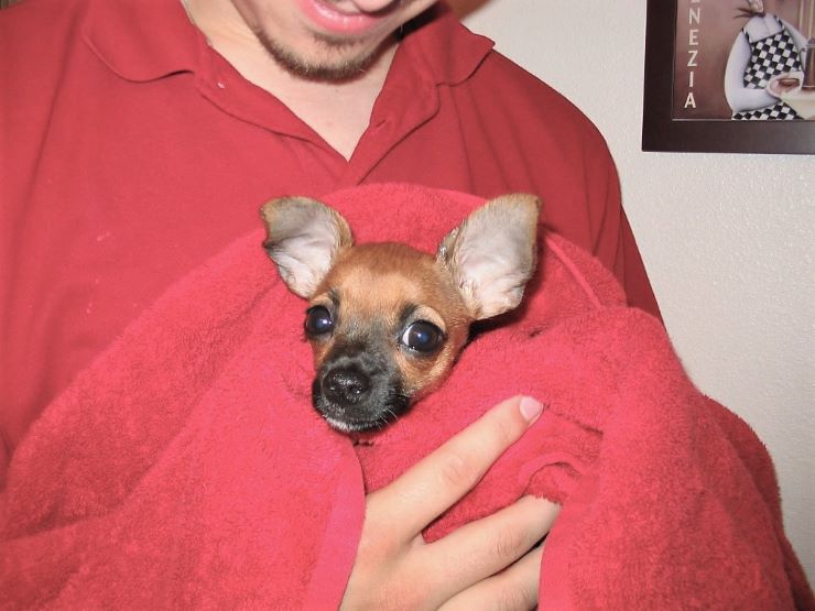 Chihuahua in a towel on owner's hands
