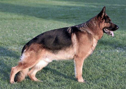 German Shepherd dog on a lawn