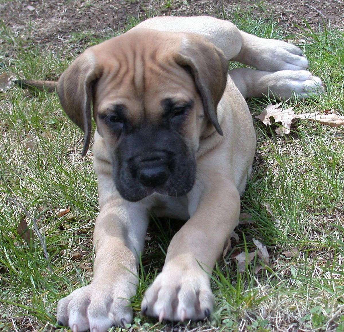 Should I Feed My Great Dane Puppy Puppy Food