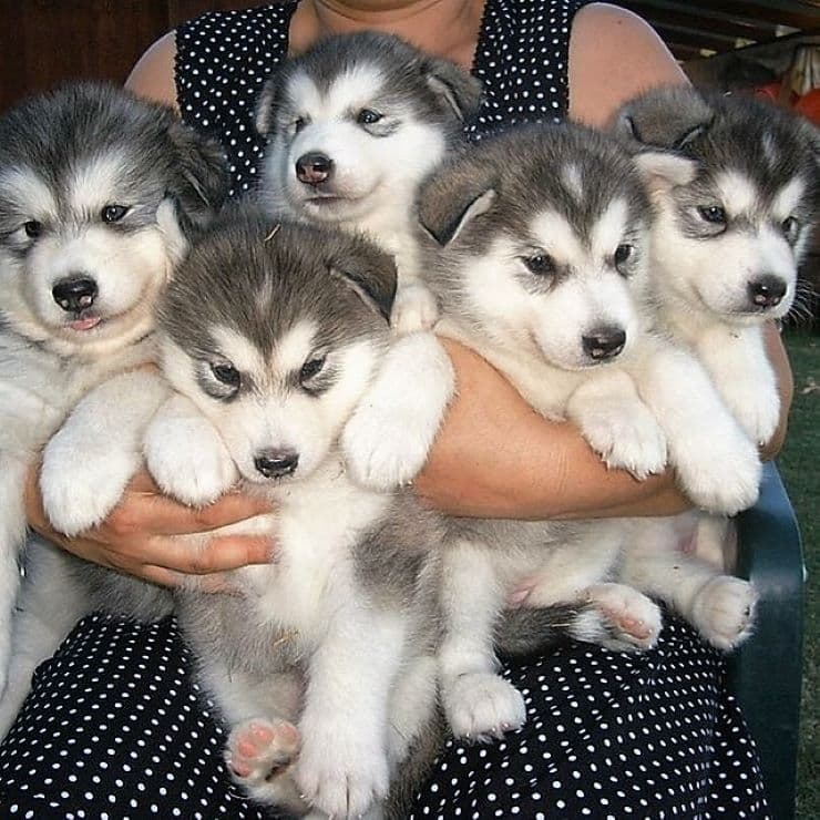 woman holding husky puppies for sale