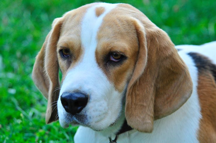 Mature Beagle portrait on the lawn