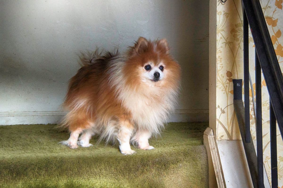 How Do You Train A Pomeranian To Pee Outside