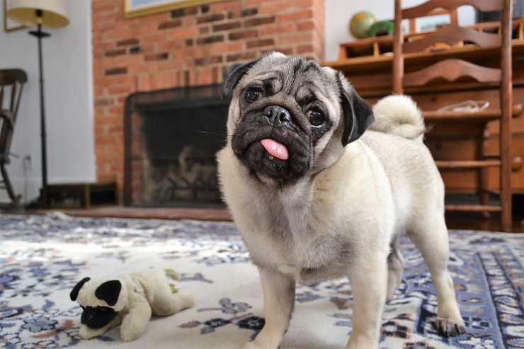 Pug puppy on a carpet in the house
