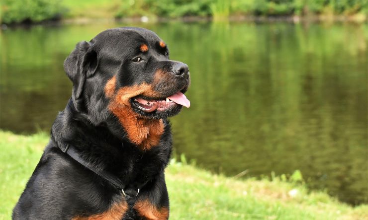 Purebred German Rottweiler on the river bank