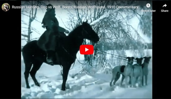 Russian Wolf Hunting with dogs video