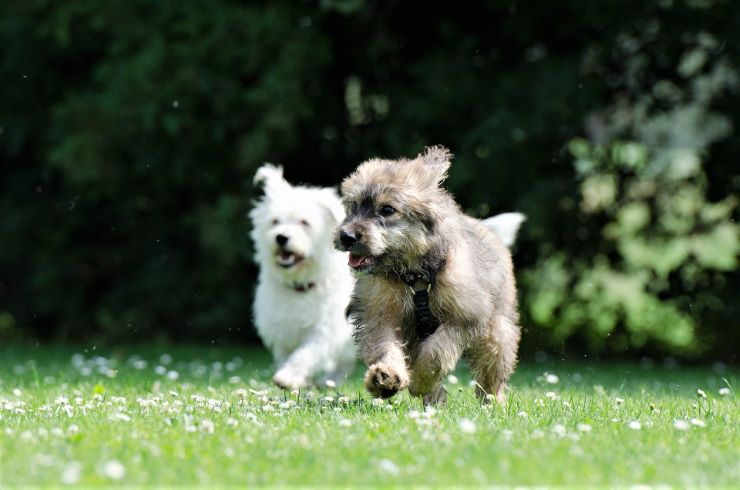 Two puppies running and barking