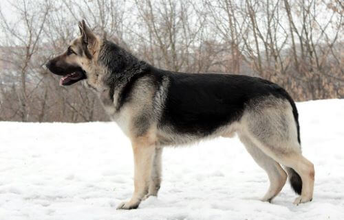 East European Shepherd on a snowy field 