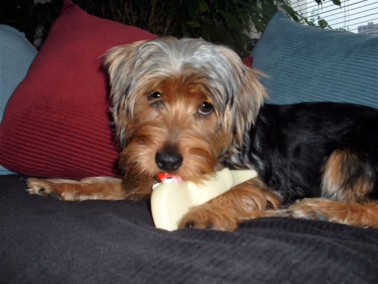 Yorkie chewing a toy