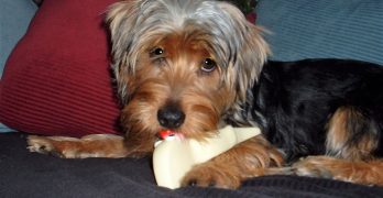 Yorkie playing with a toy