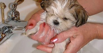 shih tzu puppy shampoo bathing