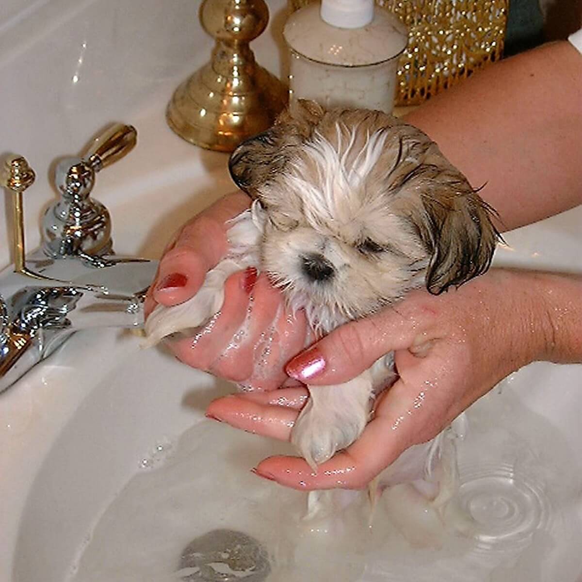 The best Shampoo and Conditioner for my Shih Tzu dog?