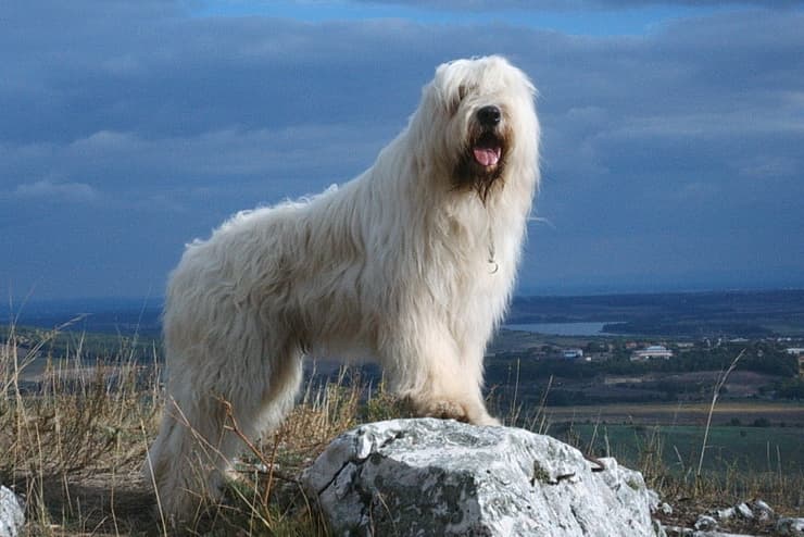 South Russian Shepherd dog in the mountains