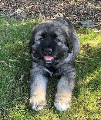 Caucasian Shepherd for Sale or Adoption (July 2020)