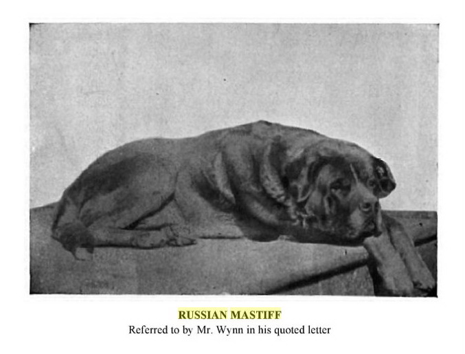Russian Mastiff on an old photo
