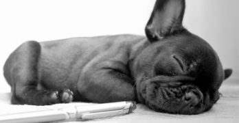 Black Frenchie puppy sleeping on a carpet