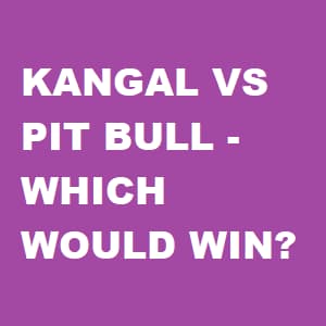 Kangal vs Pit Bull banner