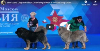 Russian guard dogs show video